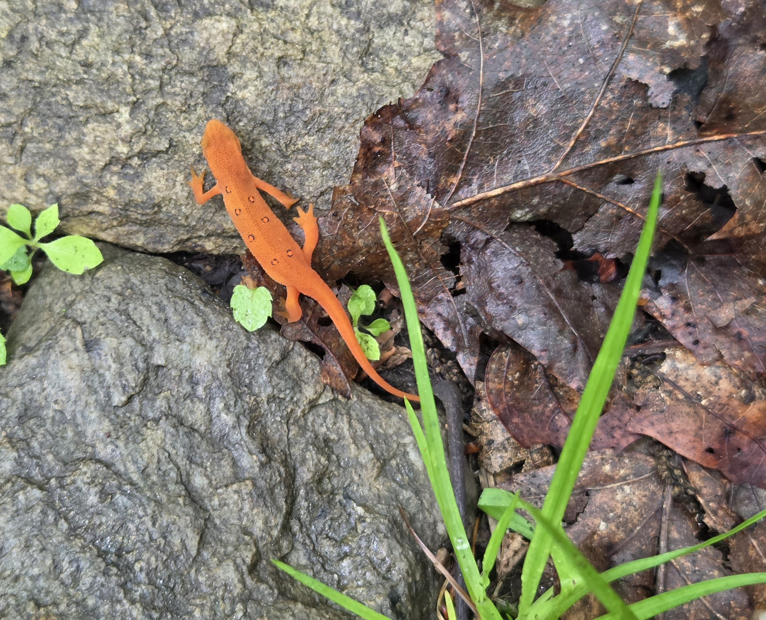 A bright orange-red eft, a juvenile eastern newt, on a wet gray rock next to green seedlings and fallen leaves.