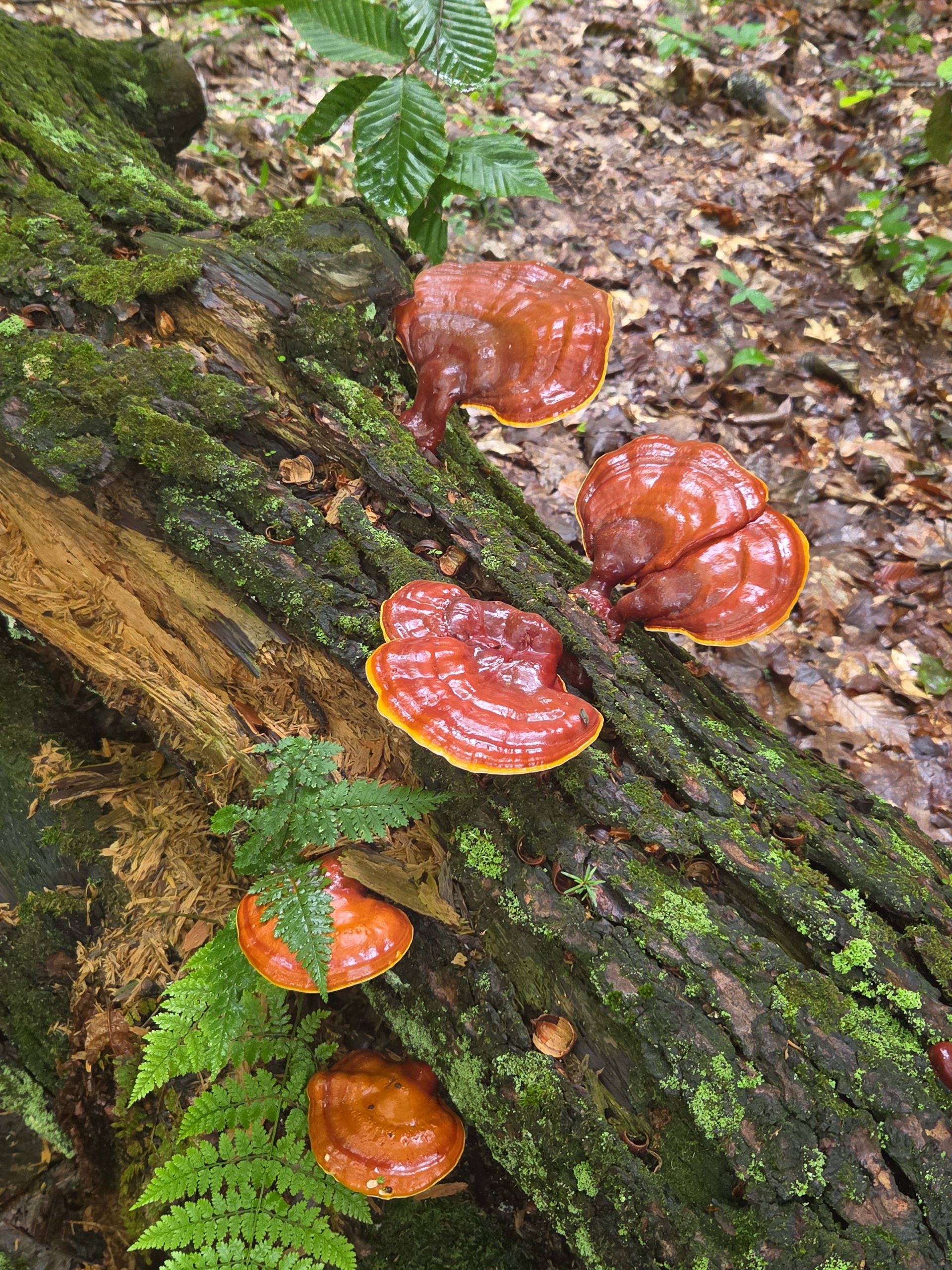 Bright orange-red shelf mushroom growing in tiers on a moss-covered fallen log, with green ferns and beech leaves around it.