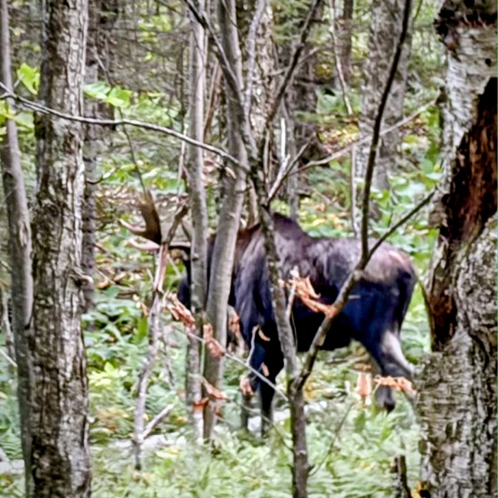 A moose just beyond the trees