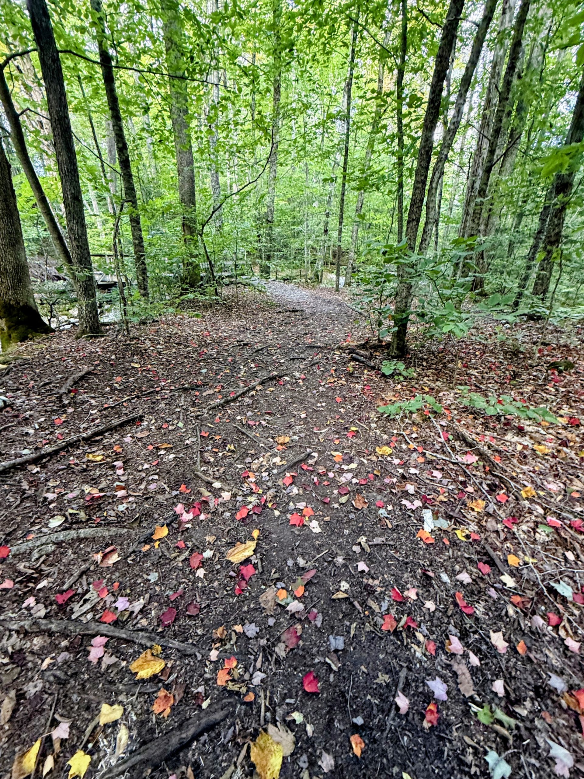 Forest trail woth green canopy, black soul and scattered fall leaves