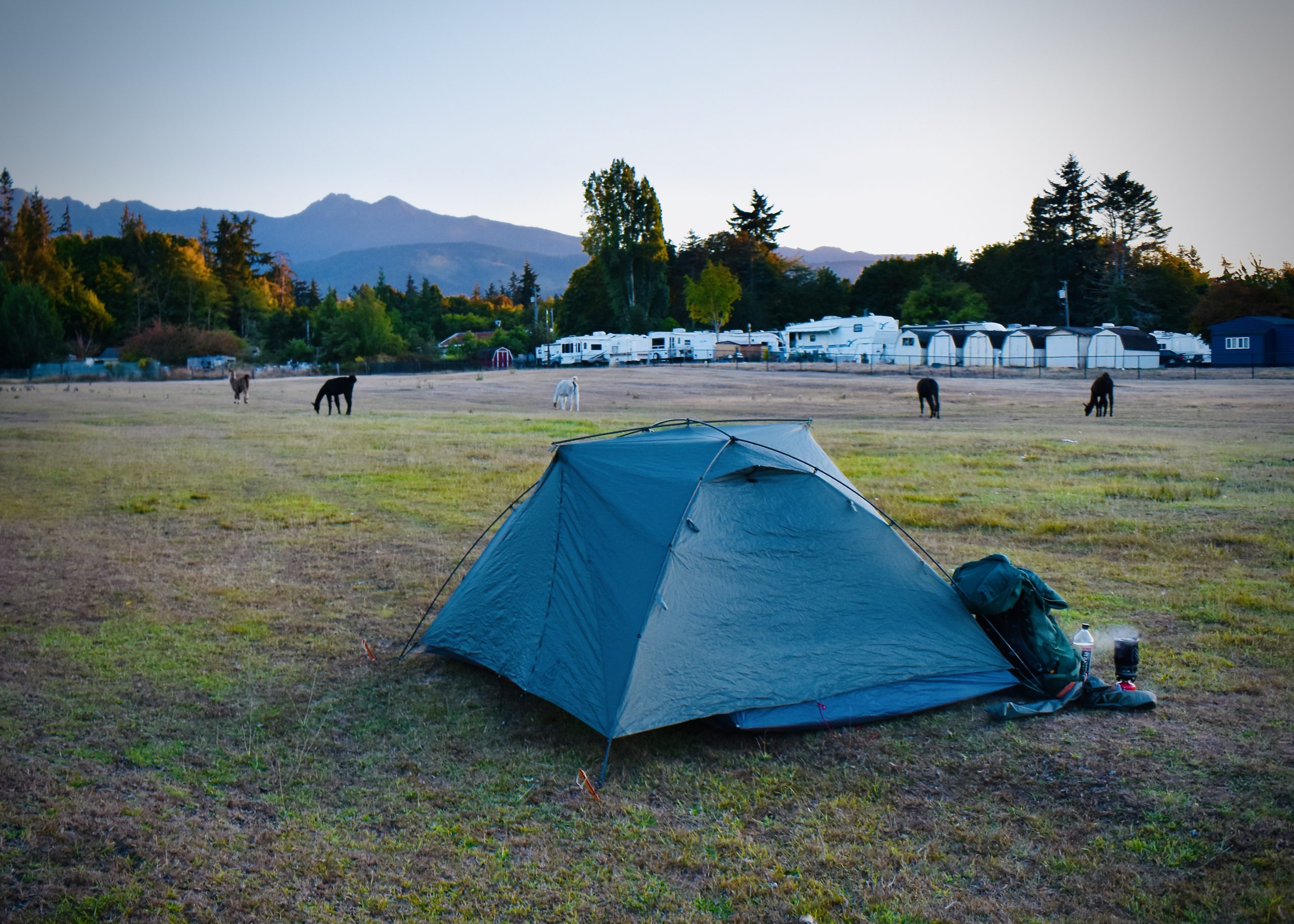 The Alpacas are Coming! The First 18 Hours in Olympic National Park 