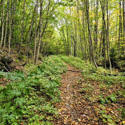 Flat trail through the forest