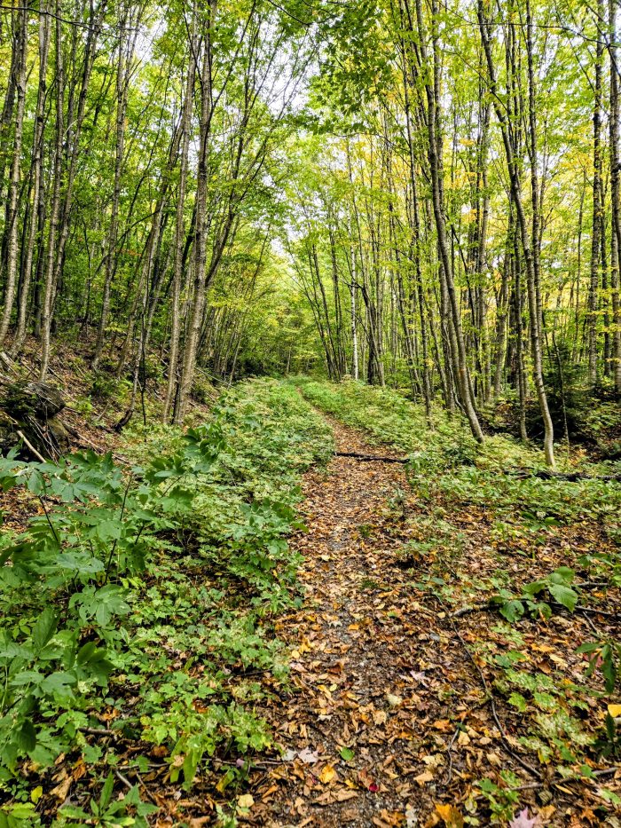 Flat trail through the forest