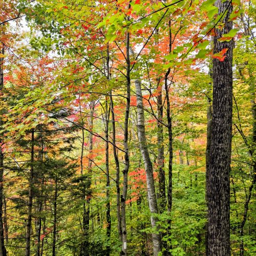 Fall trees shimmering in mountain mist