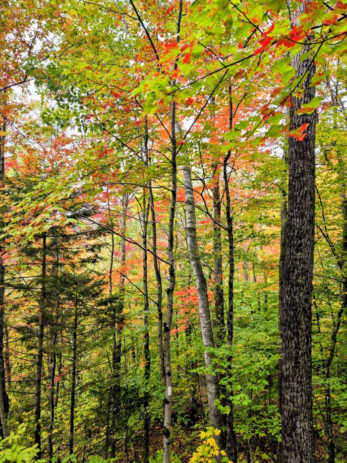 Fall trees shimmering in mountain mist