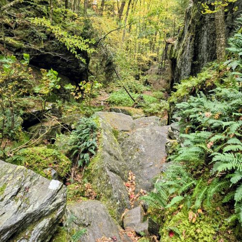 Ravine filled with a jumble of rocks and moss
