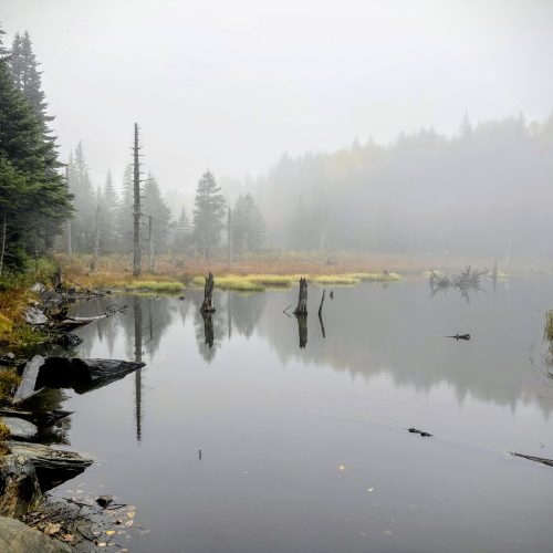 beaver dam in a forest of misty fog