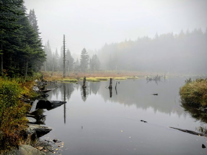 beaver dam in a forest of misty fog