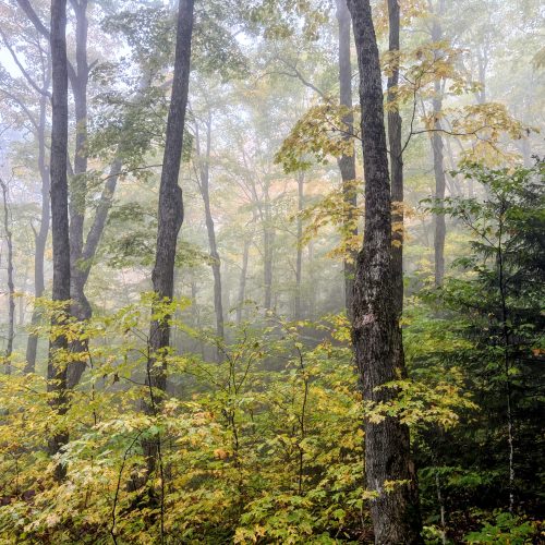 Forest in fall colors and mist