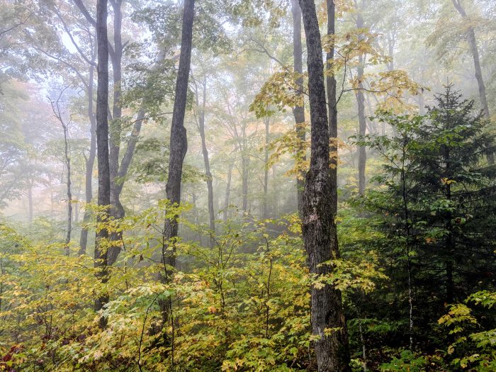 Forest in fall colors and mist
