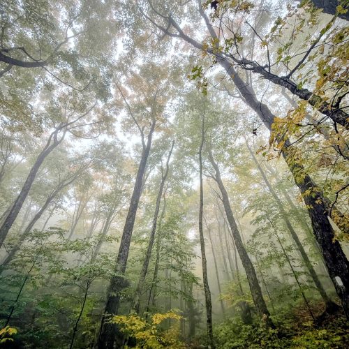 Looking up to through tje forest canopy on mist