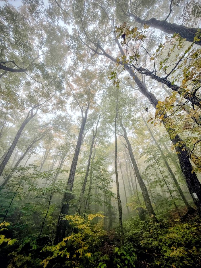 Looking up to through tje forest canopy on mist