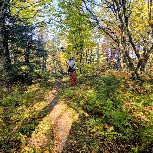 Backpacker standing on yellow morning light under a yellow fall tree.