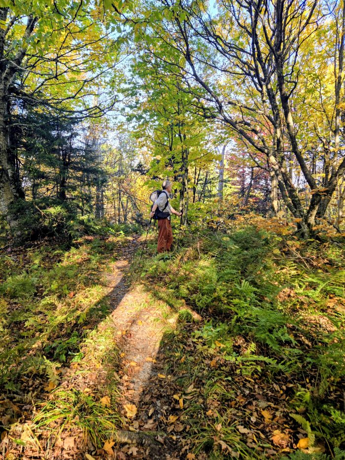 Backpacker standing on yellow morning light under a yellow fall tree.