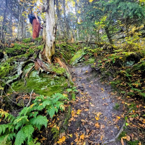 Hiker standing at top of a steep root and rock filled drop-off.