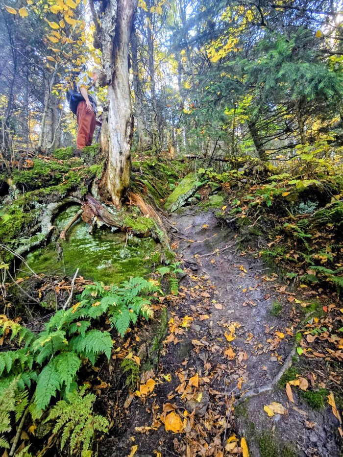 Hiker standing at top of a steep root and rock filled drop-off.