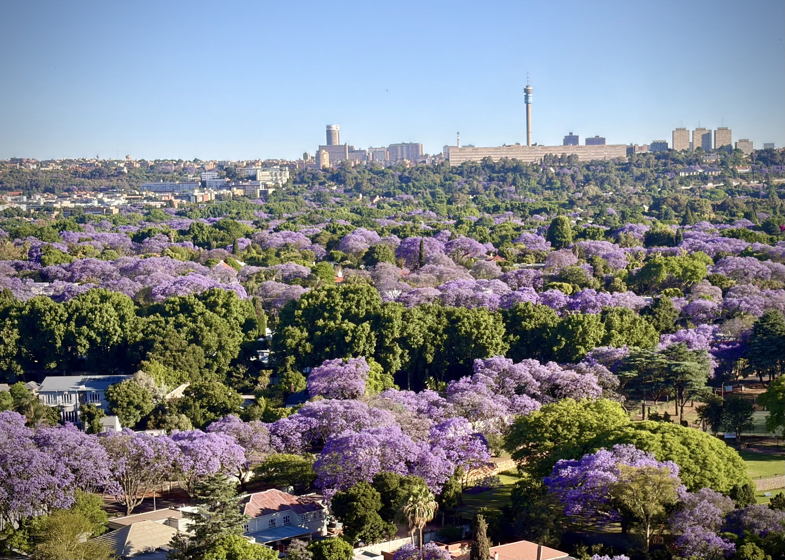 Heading Home Part 1: Rock Rabbit’s Return to South Africa